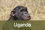 Chimpanzee in Uganda